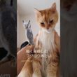 【Part3】メインクーンにエステしたら…⁉️
