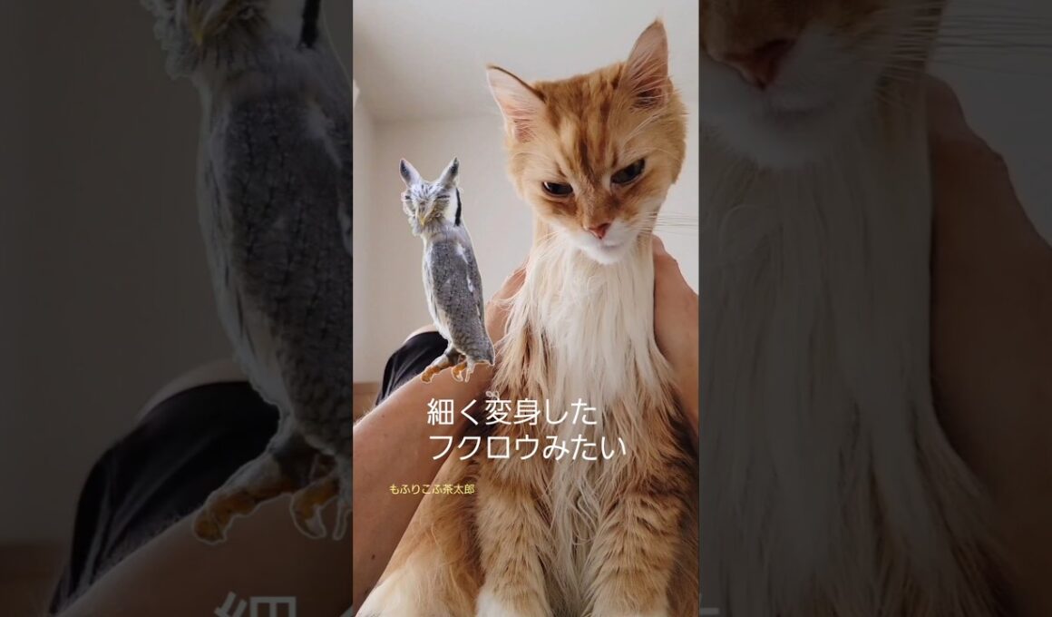 【Part3】メインクーンにエステしたら…⁉️