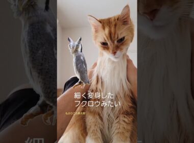 【Part3】メインクーンにエステしたら…⁉️