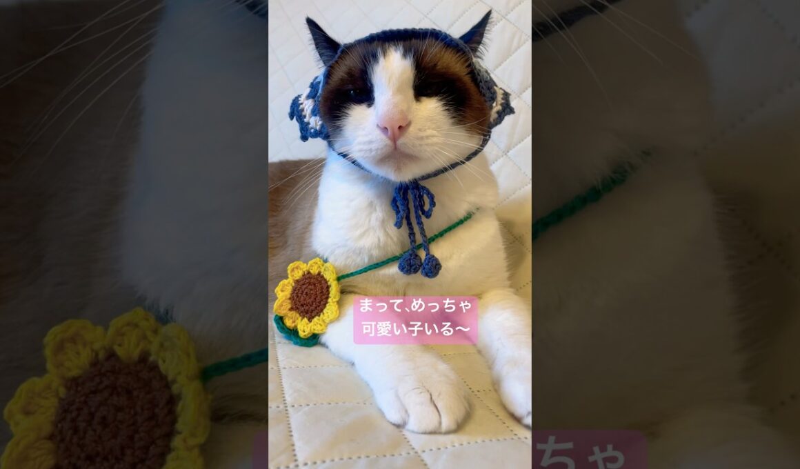 ここに居るにゃにょ #猫 #猫のいる暮らし #shorts