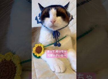 ここに居るにゃにょ #猫 #猫のいる暮らし #shorts