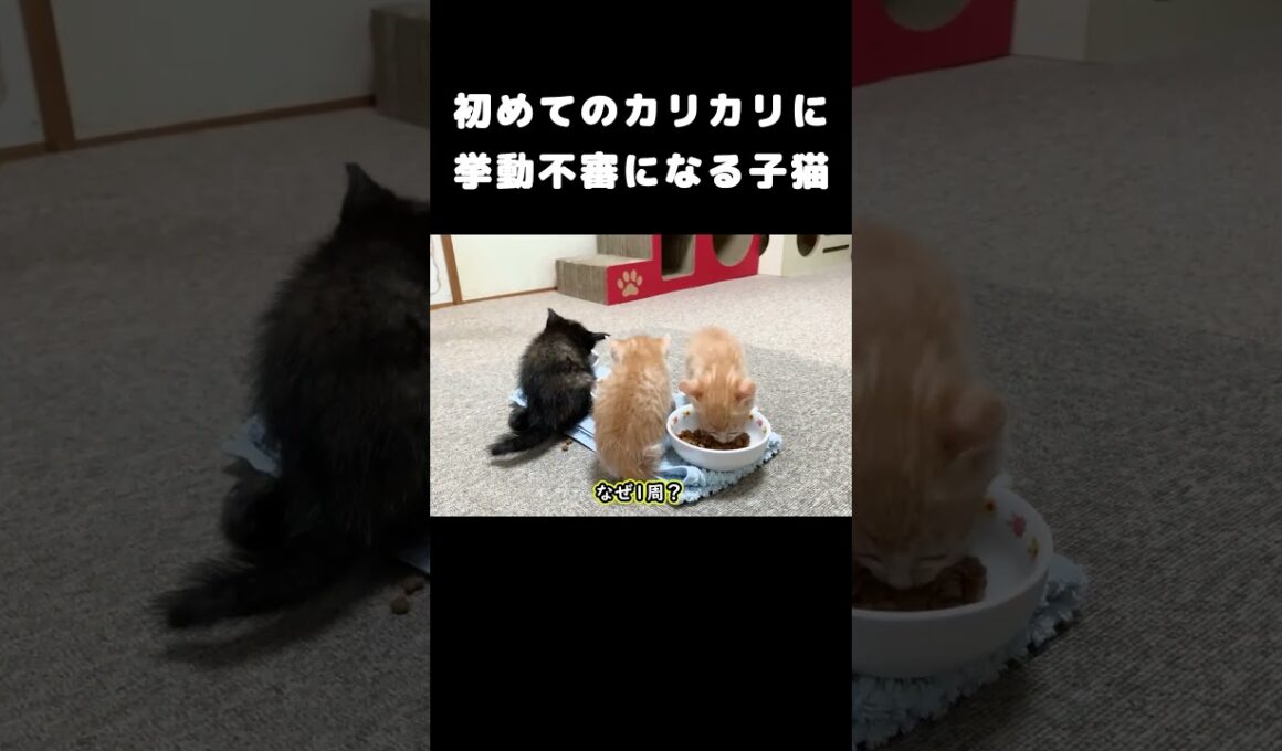 初めてのカリカリに挙動不審になる子猫　 #保護子猫