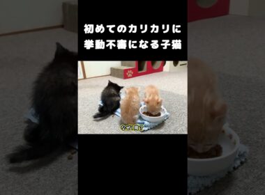 初めてのカリカリに挙動不審になる子猫　 #保護子猫