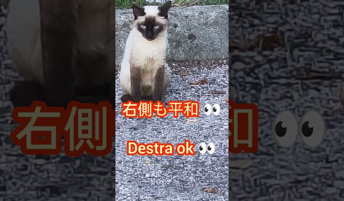 Gatto siamese in missione 🐾シャム猫の見張り任務 🐾#shorts