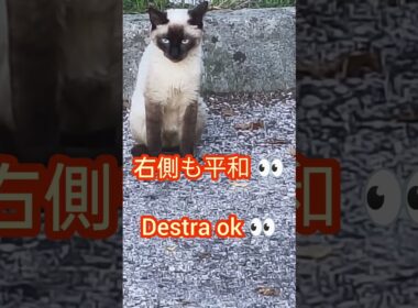 Gatto siamese in missione 🐾シャム猫の見張り任務 🐾#shorts
