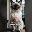 シャム猫       　　　　　　~ 魅惑の青い瞳 ~