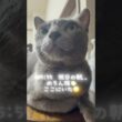 【ロシアンブルー】祝日の朝...めろんカウンターで私が起きるの待ってました🥹【猫】#shorts
