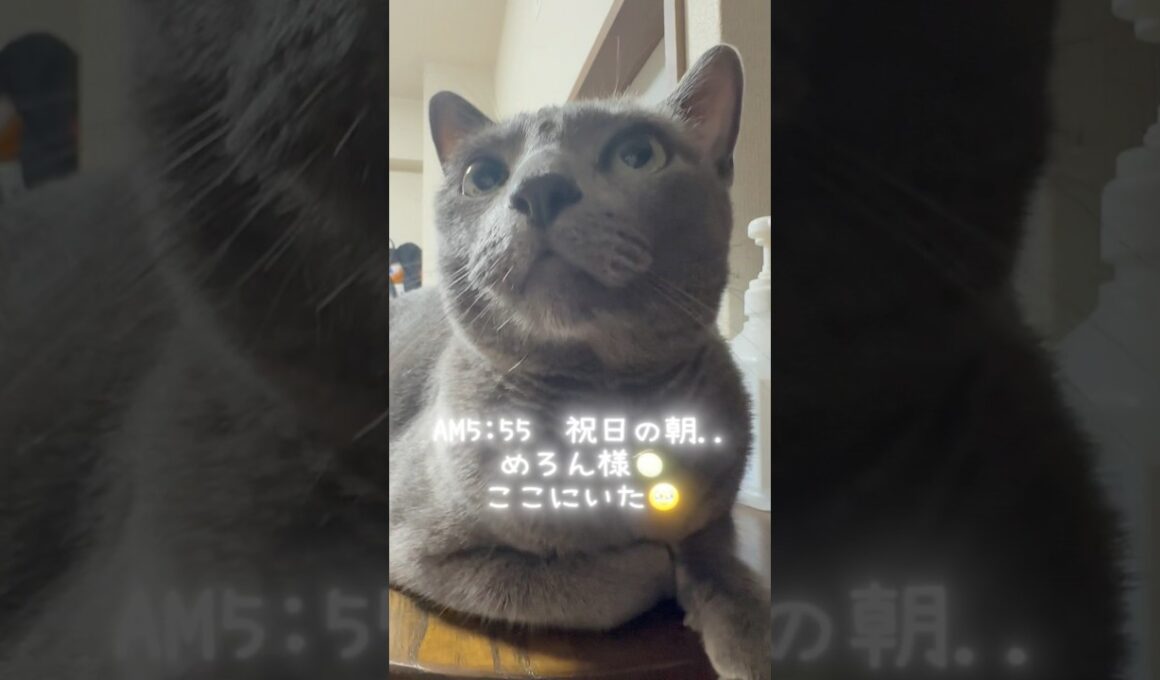 【ロシアンブルー】祝日の朝...めろんカウンターで私が起きるの待ってました🥹【猫】#shorts