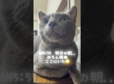 【ロシアンブルー】祝日の朝...めろんカウンターで私が起きるの待ってました🥹【猫】#shorts