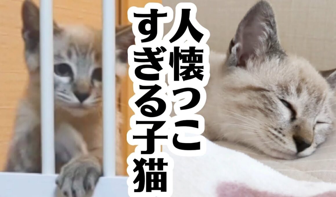 【子猫の初日】お迎え初日くらい落ち着いてしたかったのに、ドタバタでした…