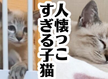 【子猫の初日】お迎え初日くらい落ち着いてしたかったのに、ドタバタでした…