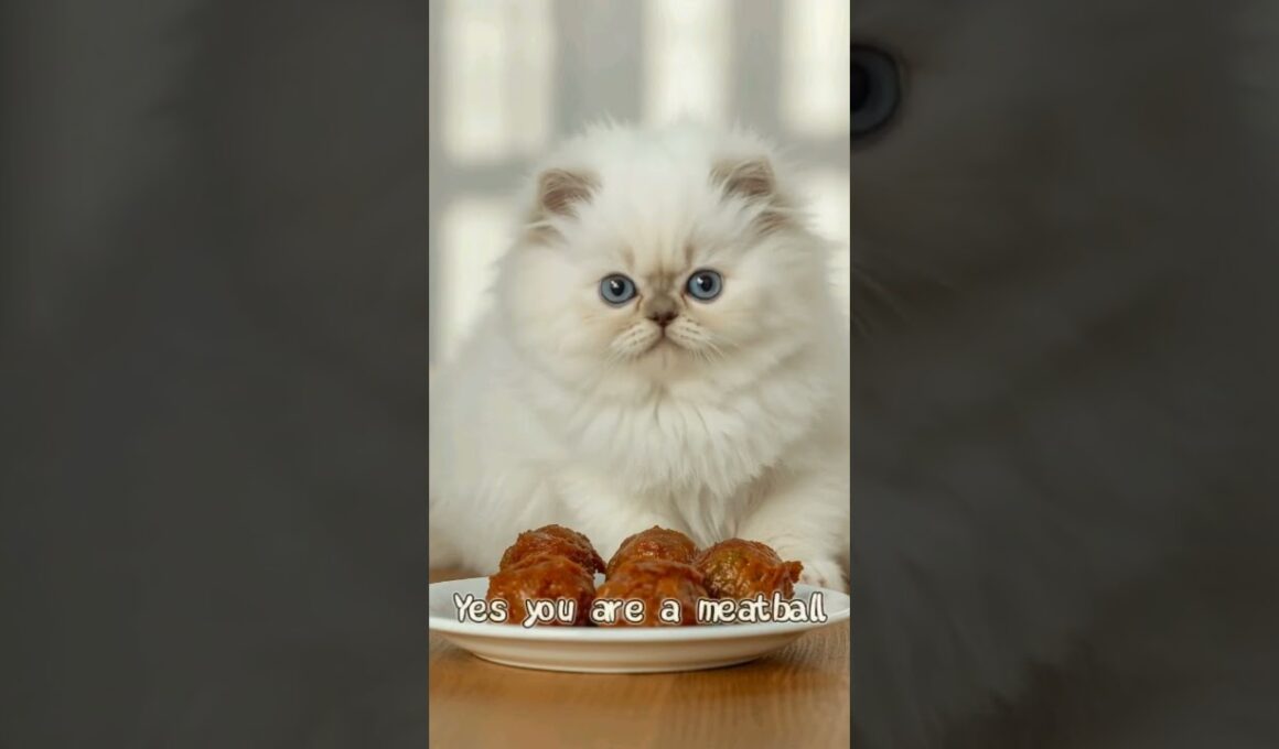 ラブストーリー：子猫と巨大なミートボール。