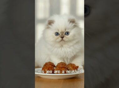 ラブストーリー：子猫と巨大なミートボール。