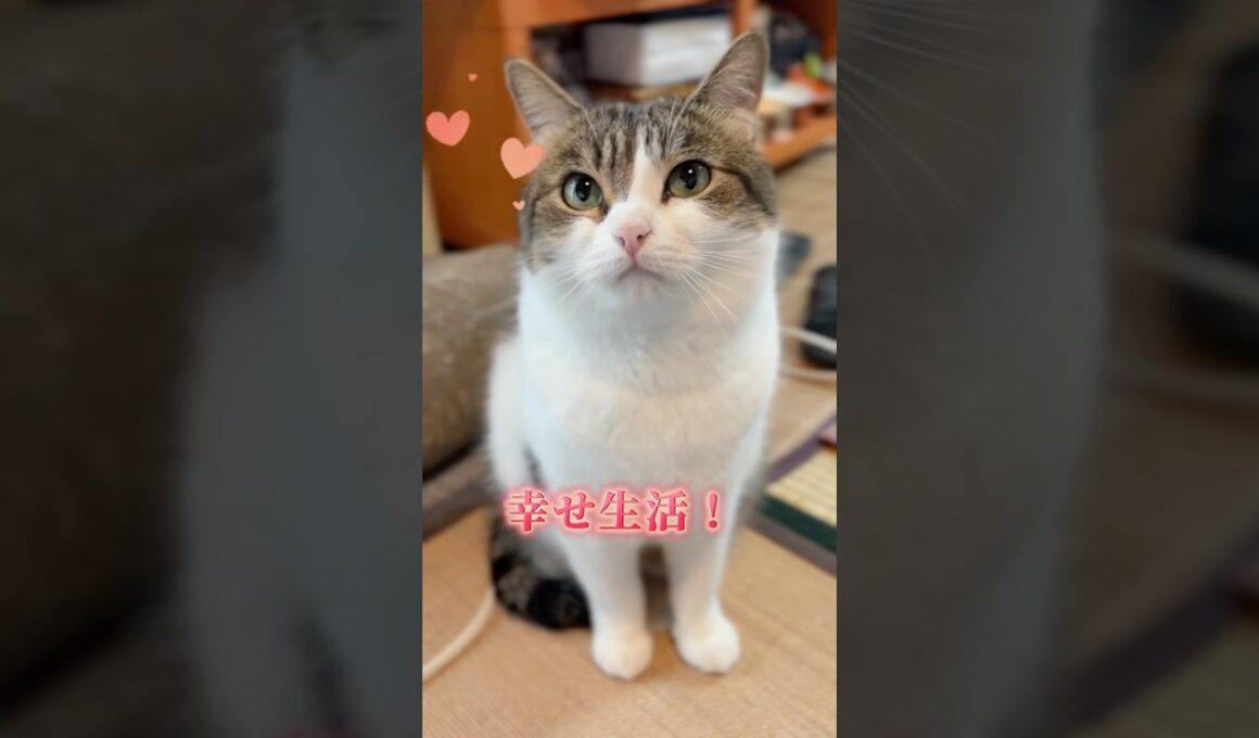お家猫に生まれて幸せだにゃ😽❤️ #猫のいる暮らし #ねこ動画 #ねこ部 #猫好きさんと繋がりたい #保護猫 # #cat #munchkin #shorts
