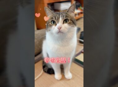 お家猫に生まれて幸せだにゃ😽❤️ #猫のいる暮らし #ねこ動画 #ねこ部 #猫好きさんと繋がりたい #保護猫 # #cat #munchkin #shorts