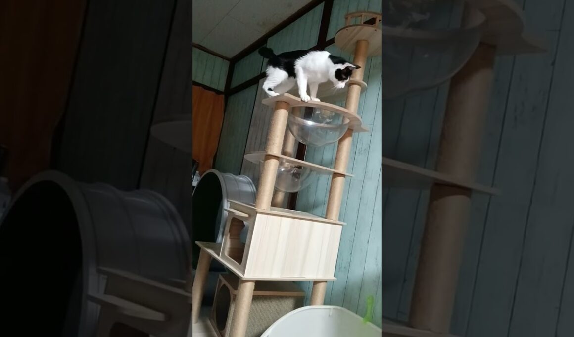 アタック の 特訓 をする 猫【はちまる2歳】アタック時々 キャッチ