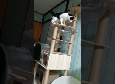 アタック の 特訓 をする 猫【はちまる2歳】アタック時々 キャッチ