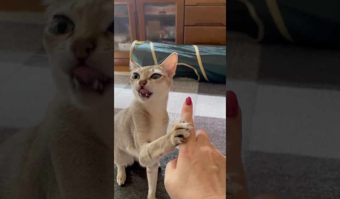 猫はムヒの匂いを無視出来ない#猫