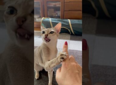 猫はムヒの匂いを無視出来ない#猫