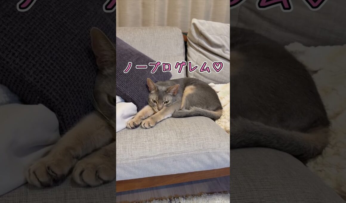 アビシニアンとは その56 スーパーマンスタイルで寛ぐのが大好きな猫 #shorts #猫 #アビシニアン