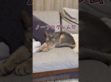 アビシニアンとは その56 スーパーマンスタイルで寛ぐのが大好きな猫 #shorts #猫 #アビシニアン