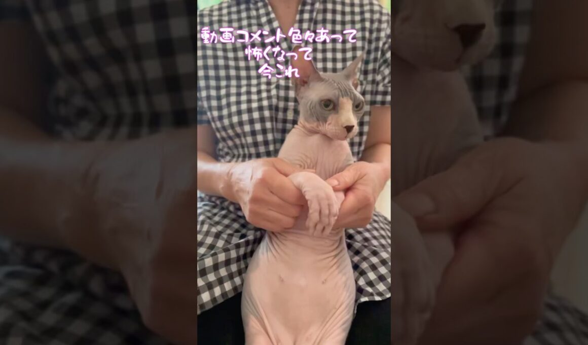 スフィンクス猫チャイ動画のコメント返してら怖くなって今これ😂#shorts #cat #猫 #sphynx #猫のいる暮らし