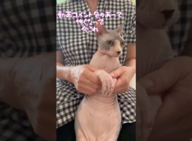 スフィンクス猫チャイ動画のコメント返してら怖くなって今これ😂#shorts #cat #猫 #sphynx #猫のいる暮らし