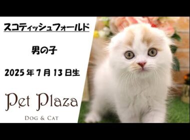 ネコちゃん紹介★スコティッシュフォールド【ペット・プラザ三田店】