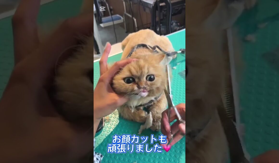 トリミングコースご利用☆ペルシャ　ムゥちゃん #猫のいる暮らし #cat #長毛