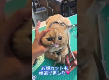 トリミングコースご利用☆ペルシャ　ムゥちゃん #猫のいる暮らし #cat #長毛