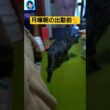 昼休み中朝出勤前の風景を簡単な動画にしてみた#cat #猫のいる暮らし #ねこのいる生活 #ねこ