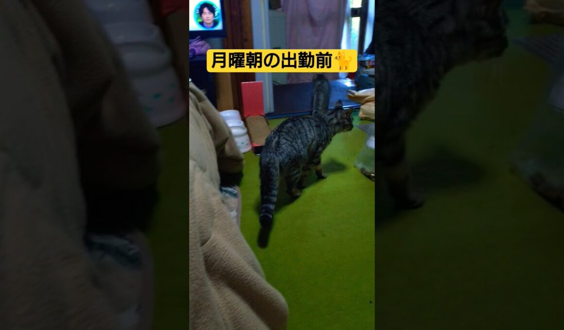 昼休み中朝出勤前の風景を簡単な動画にしてみた#cat #猫のいる暮らし #ねこのいる生活 #ねこ