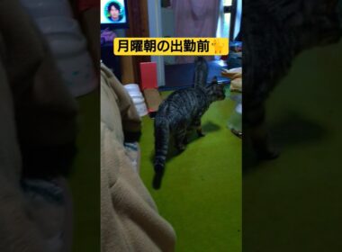 昼休み中朝出勤前の風景を簡単な動画にしてみた#cat #猫のいる暮らし #ねこのいる生活 #ねこ