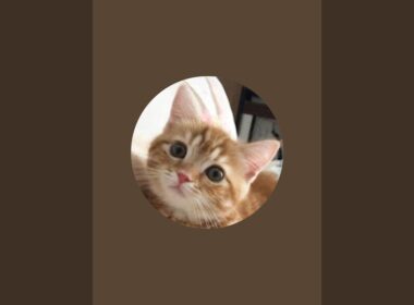 猫のさりり56