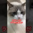 ラグドールがブチ切れた結末がヤバかった。#cat #cats  #catlovers  #ragdoll #ラグドール