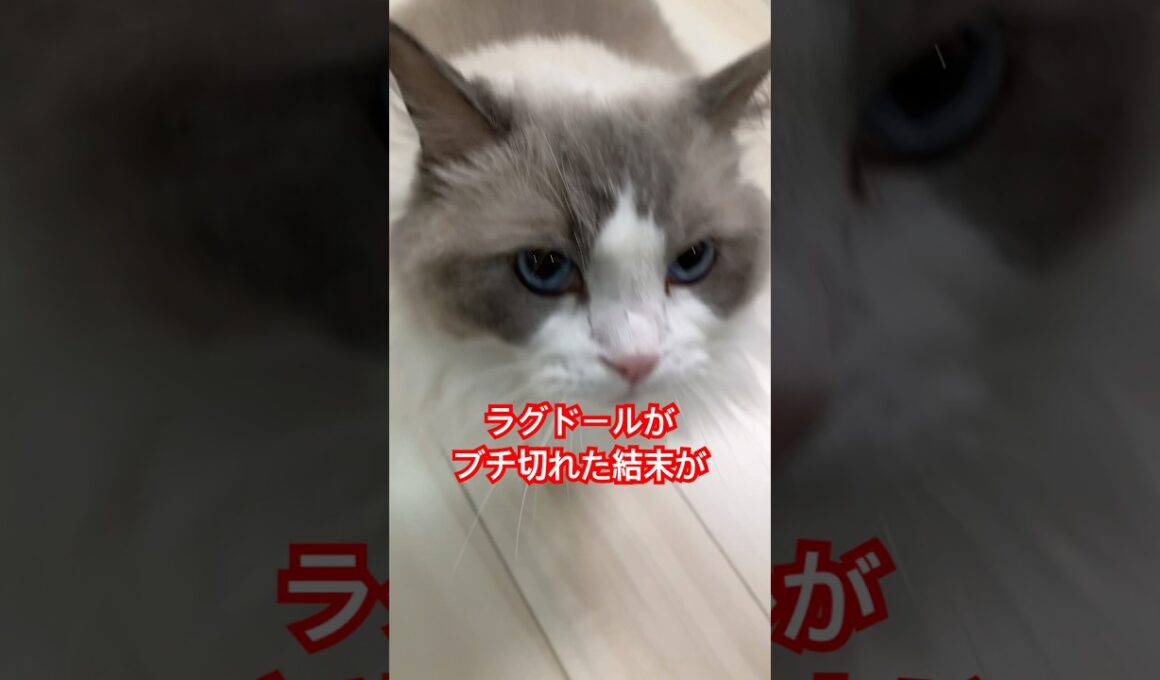 ラグドールがブチ切れた結末がヤバかった。#cat #cats  #catlovers  #ragdoll #ラグドール