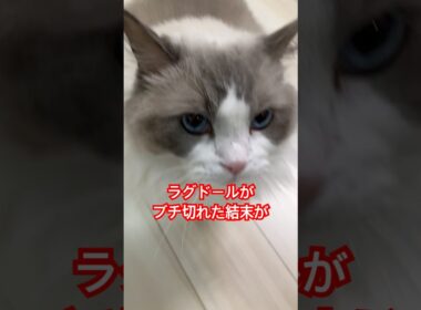 ラグドールがブチ切れた結末がヤバかった。#cat #cats  #catlovers  #ragdoll #ラグドール