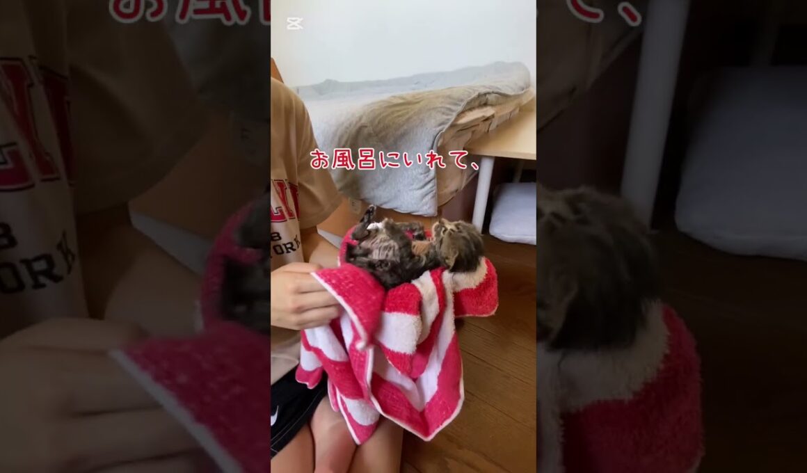 保護子猫が家族になるまで　#shorts #子ネコ #cat
