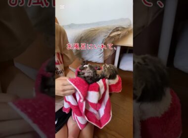 保護子猫が家族になるまで　#shorts #子ネコ #cat