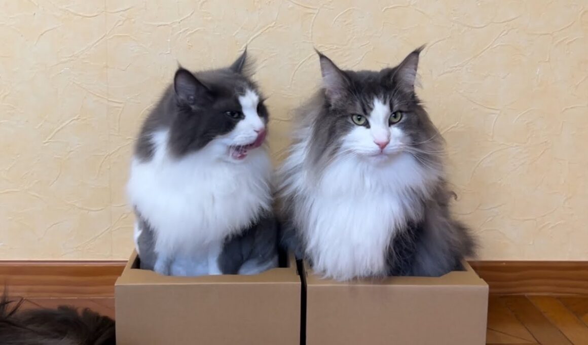 【かわいい🩷】もふ猫たちが好きそうなボックスを置いてみたら、やっぱり集まってきたwwwノルウェージャンフォレストキャットとターキッシュアンゴラ