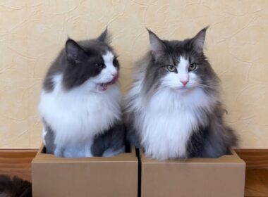 【かわいい🩷】もふ猫たちが好きそうなボックスを置いてみたら、やっぱり集まってきたwwwノルウェージャンフォレストキャットとターキッシュアンゴラ