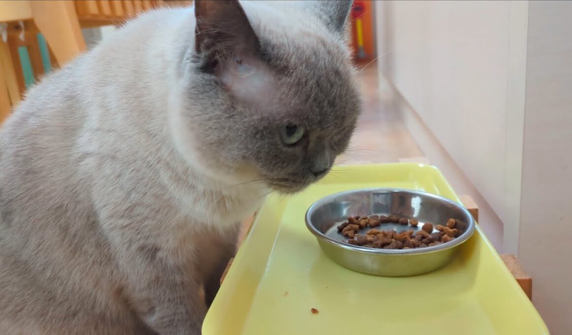 2回ほどチラ見して好きなだけ食べて去る猫