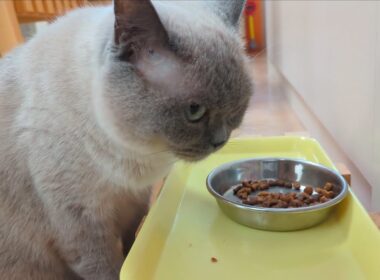 2回ほどチラ見して好きなだけ食べて去る猫