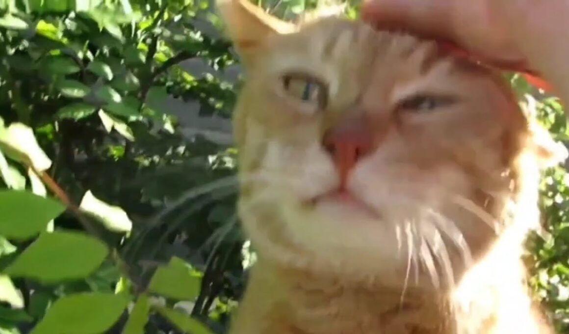 [野良猫]クンクンしてくれる茶トラ猫が可愛すぎる！[straycat]The tea tiger cat that sniffs is too cute!