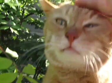 [野良猫]クンクンしてくれる茶トラ猫が可愛すぎる！[straycat]The tea tiger cat that sniffs is too cute!