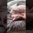 ママが近づくと喜ぶ毛のない猫【スフィンクス】
