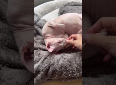 ママが近づくと喜ぶ毛のない猫【スフィンクス】