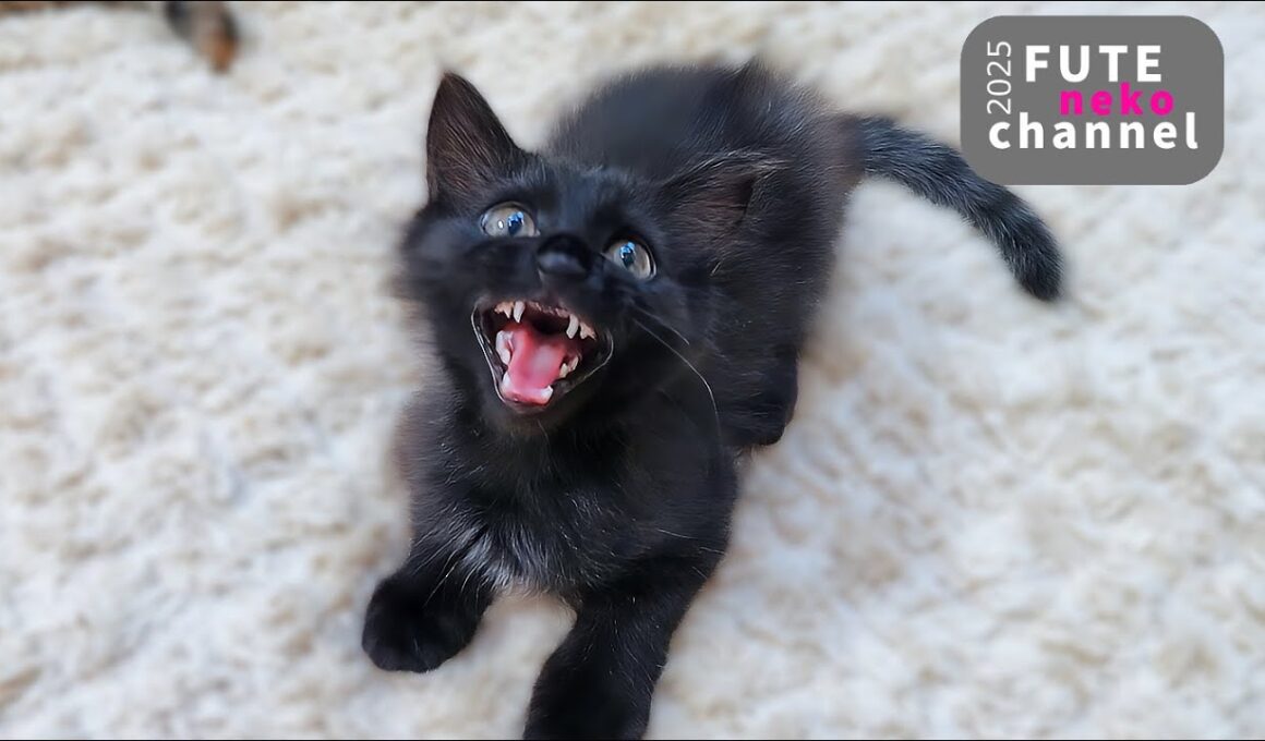 しっぽの誘惑に勝てない子猫と…【保護子猫】