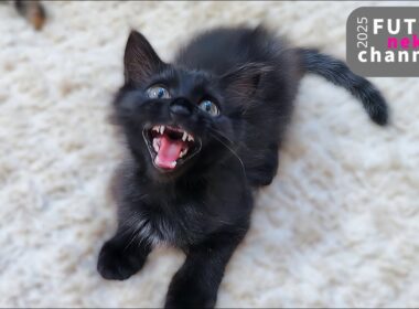 しっぽの誘惑に勝てない子猫と…【保護子猫】