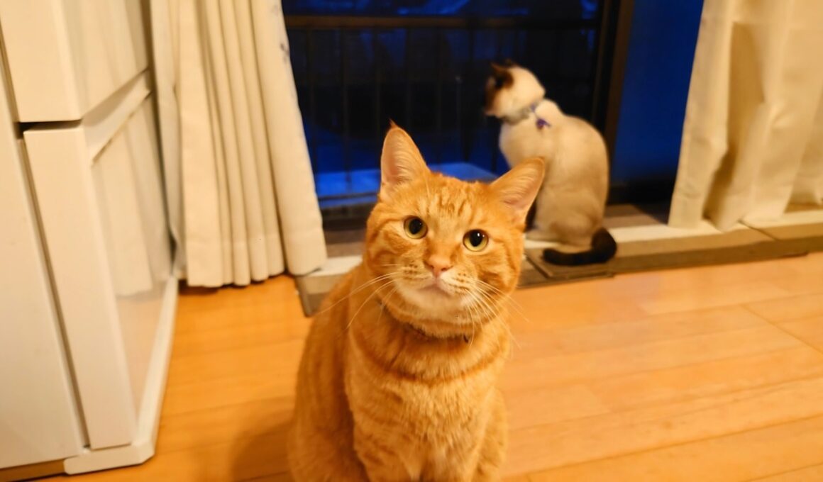 窓際で夕暮れを見つめる猫たち